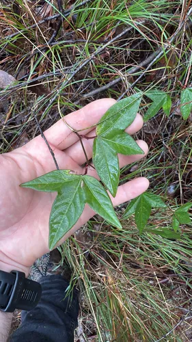 Corkystem Passionflower