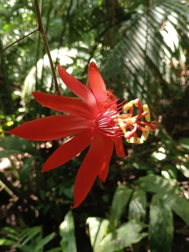 Perfumed Passionflower — photo by Fundacion ProAves