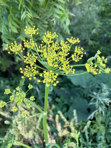 Wild Parsnip — photo by jayvbird