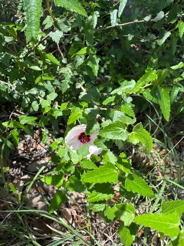 Spearleaf Swampmallow