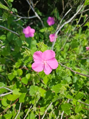 Texas Swampmallow