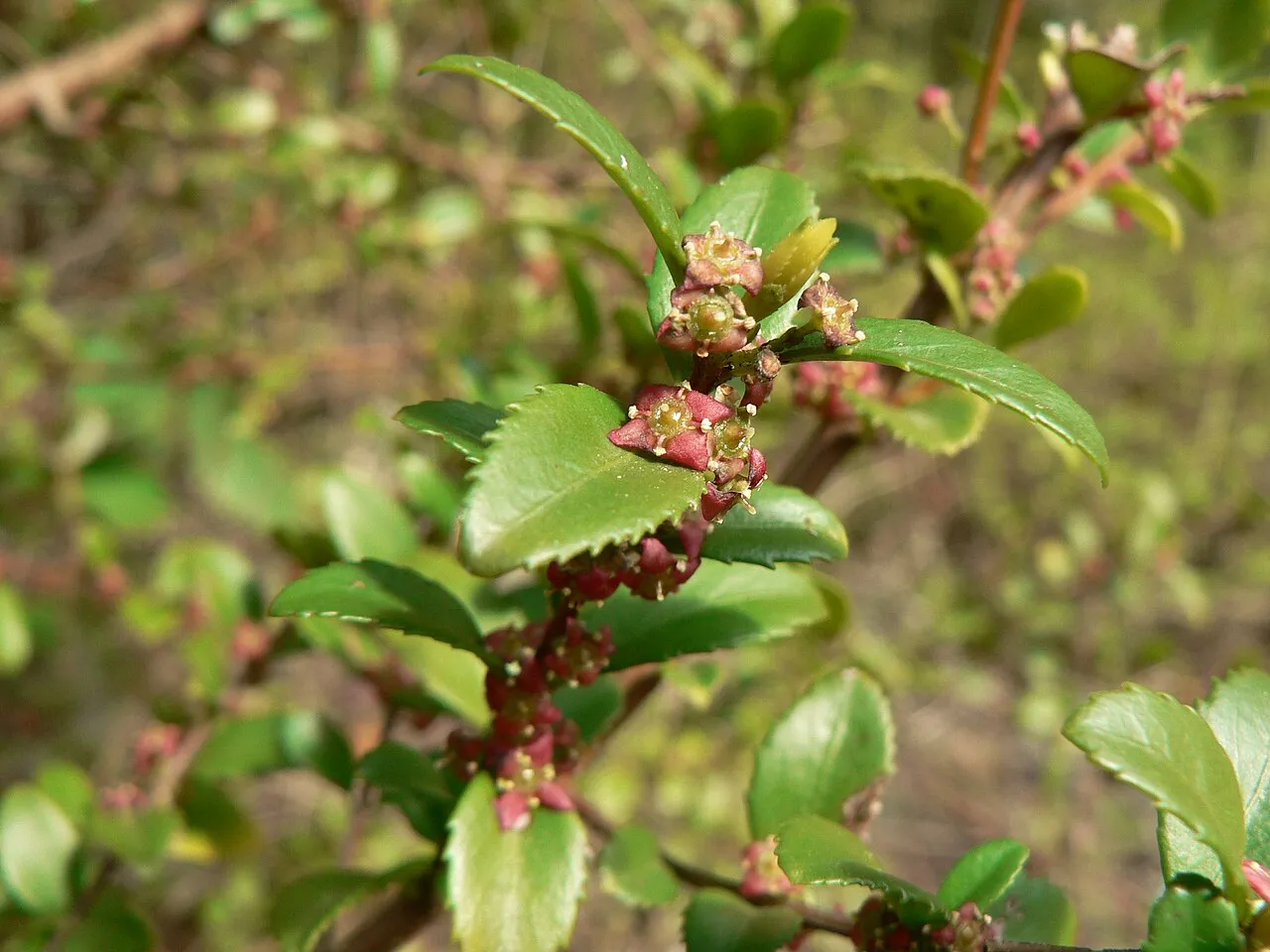 Oregon Boxleaf