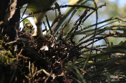 Colombian Rockcap Fern