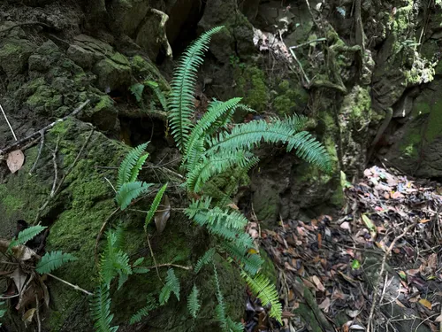 Widespread Rockcap Fern — photo by Steve Maldonado Silvestrini