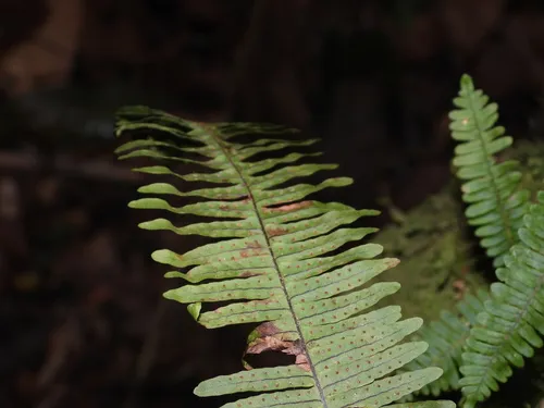 Combleaf Rockcap Fern — photo by Sébastien SANT