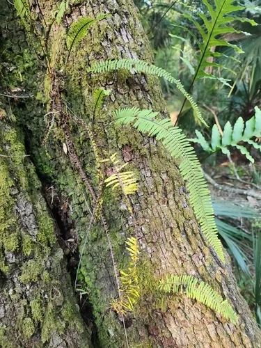 Plumed Rockcap Fern