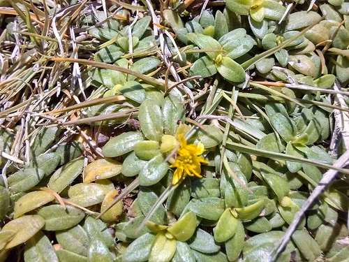 Yerba De San Juan — photo by Alexandre MATHIEU