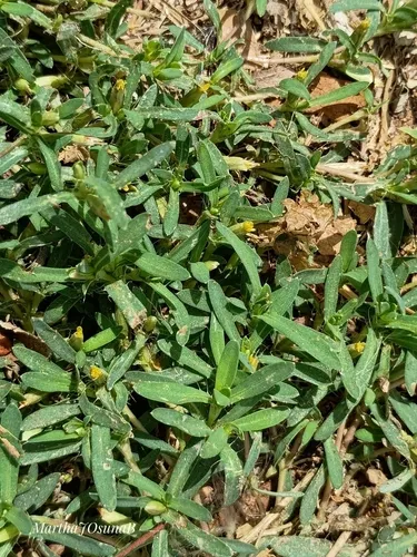 Spreading Chinchweed — photo by marthajudithosunablancas