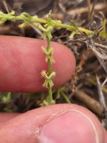 Sagebrush Combseed — photo by dmariana