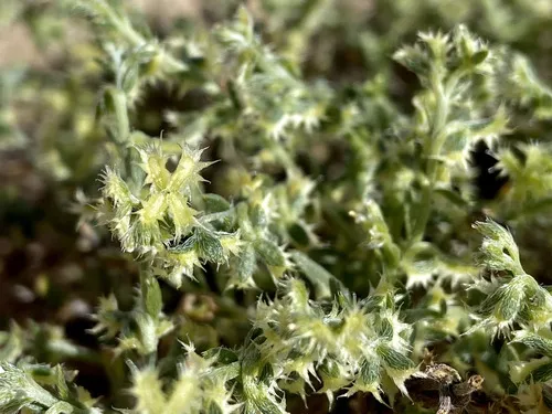 Broadfruit Combseed