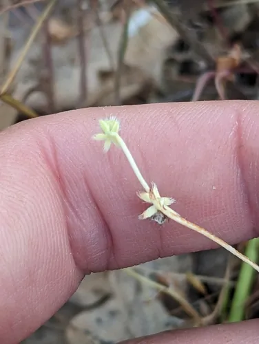 Little Combseed
