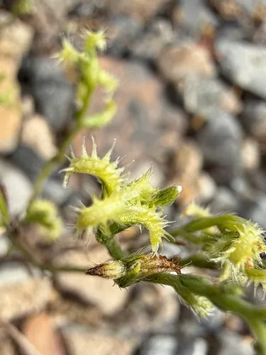 Curvenut Combseed