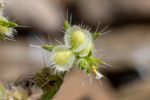 Moth Combseed
