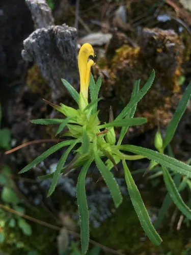 Mogollon Mountain Lousewort — photo by Oscar C. González Martínez