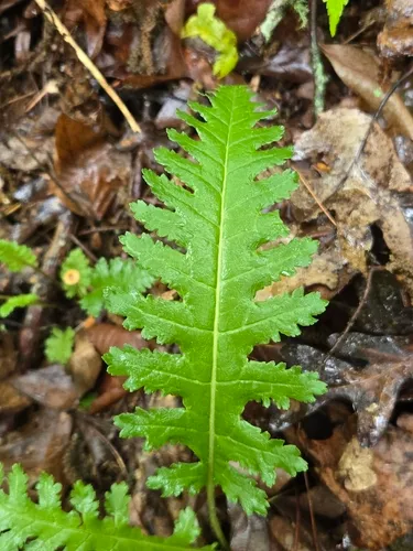 Canadian Lousewort