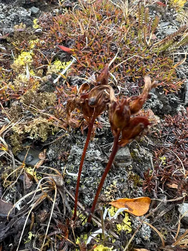 Capitate Lousewort — photo by Claire Dutilleul