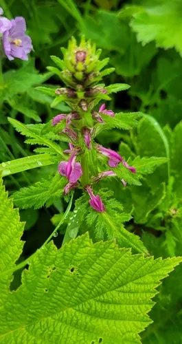 Chamisso's Lousewort