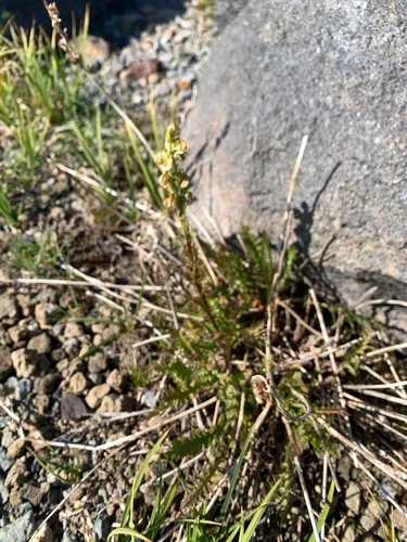 Coiled Lousewort