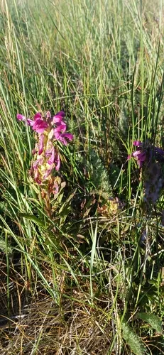 Meadow Lousewort — photo by Everett Coleman