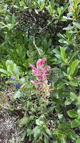 Fernleaved Pedicularis — photo by gwsn-peru