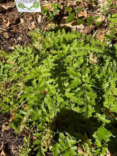 Dudley's Lousewort