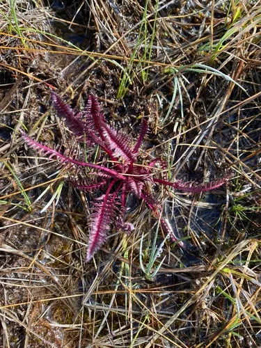 Elephanthead Lousewort — photo by cadyplants