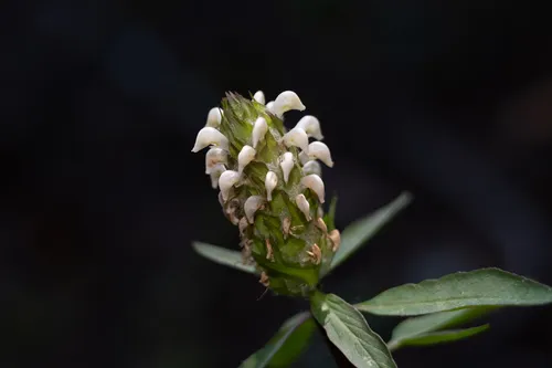 Howell's Lousewort — photo by Peter Anthony Ricci