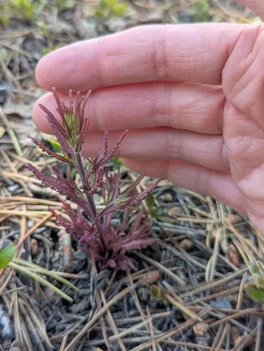 Labrador Lousewort — photo by Everett Raynor