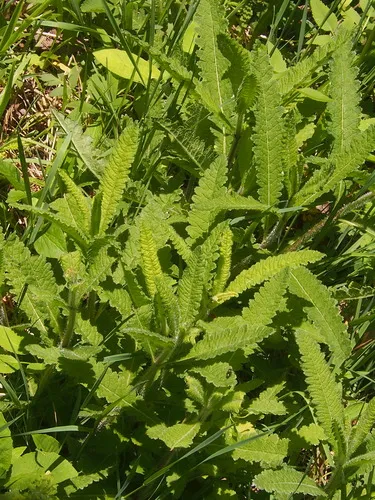 Swamp Lousewort — photo by Ken Potter