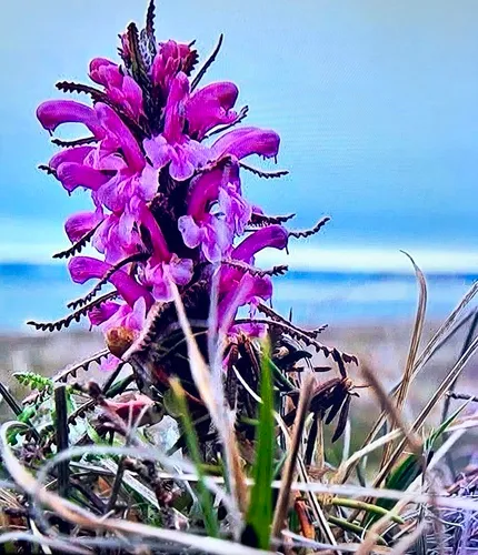 Langsdorf's Lousewort — photo by upnaturalist