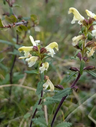 Lapland Lousewort — photo by Hannah Mulcahy