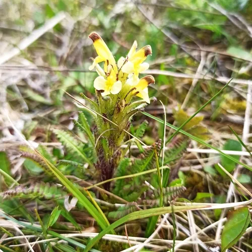 Oeder's Lousewort — photo by jolanda_bih