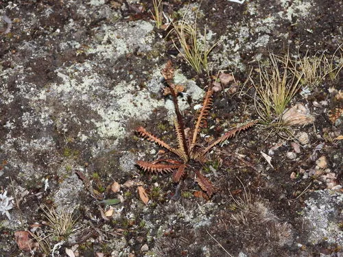Parry's Lousewort — photo by Jared Shorma
