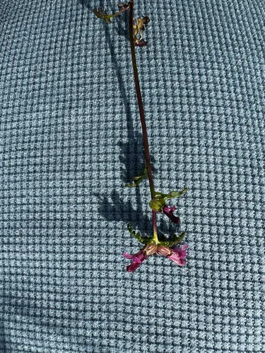 Smallflower Lousewort (subsp. parviflora) — photo by korenbosworth