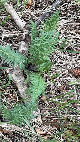 Giant Lousewort — photo by raptorcam