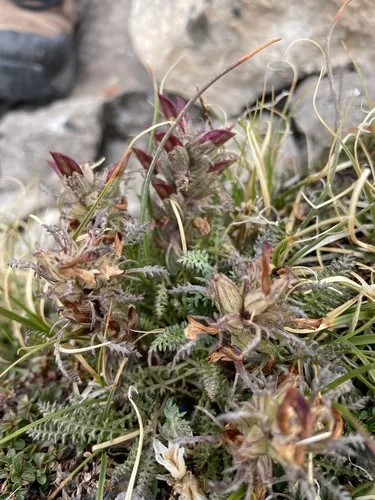 Mountain Lousewort — photo by mikekintgen