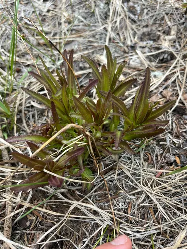 Sickletop Lousewort (subsp. alba) — photo by Steph Brulot-Sawchyn