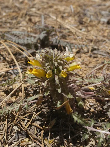 Pinewoods Lousewort — photo by Kristi Lazar