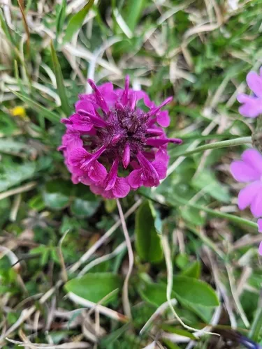 Whorled Lousewort — photo by Matthias Dondl