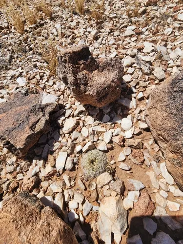 Brady's Pincushion Cactus