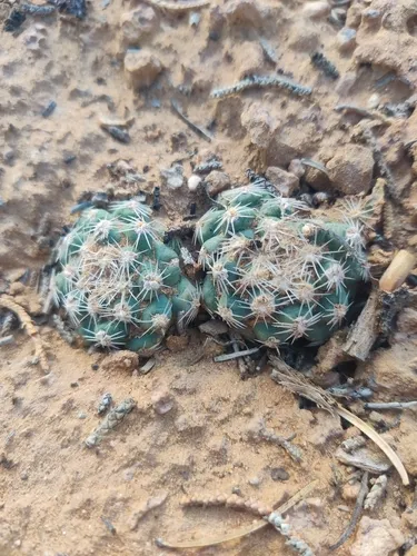 Despain's Pincushion Cactus