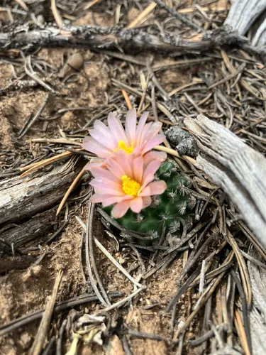 Knowlton's Miniature Cactus