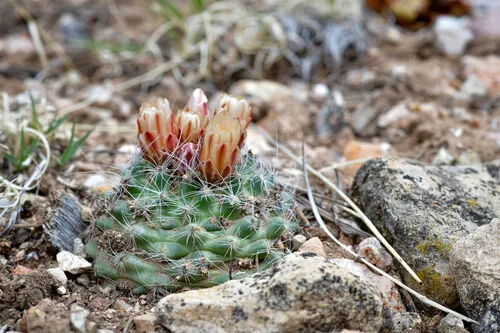 Kaibab Pincushion Cactus