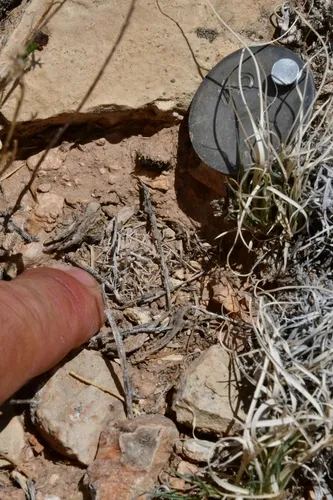 Navajo Pincushion Cactus