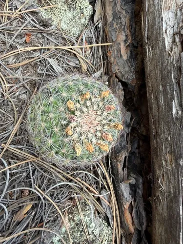 Mountain Ball Cactus
