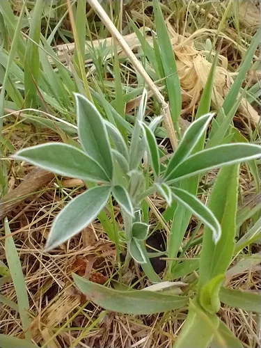 Silverleaf Indian Breadroot — photo by Tom Norton