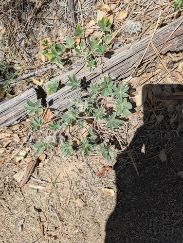 California Indian Breadroot