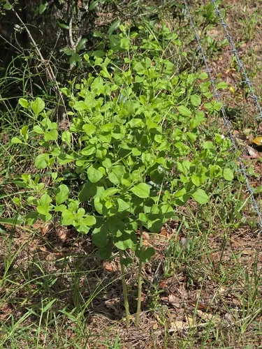 Buckroot