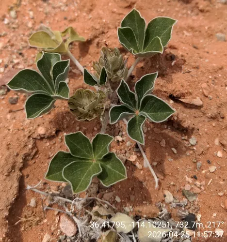 Beaver Indian Breadroot
