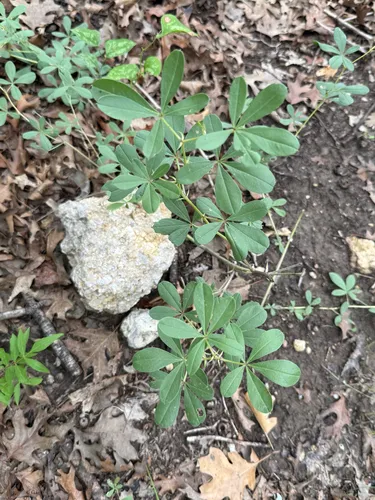 Largebract Indian Breadroot — photo by Mars Shehan